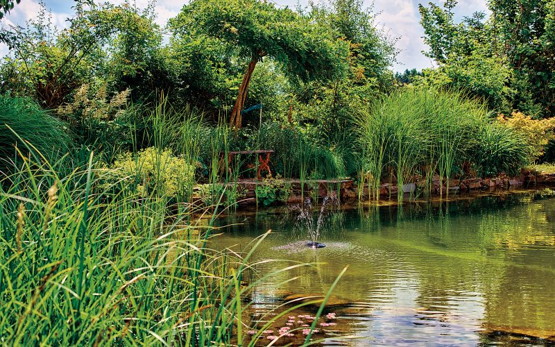 jardin aquatique